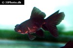 carassius auratus goldfish black moore carassius auratus goldfish black moore