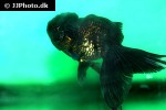 carassius auratus goldfish black oranda carassius auratus goldfish black oranda