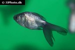 carassius auratus goldfish blue oranda carassius auratus goldfish blue oranda