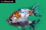 carassius auratus goldfish calico ranchus carassius auratus goldfish calico ranchus