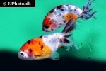carassius auratus goldfish calico ranchus carassius auratus goldfish calico ranchus
