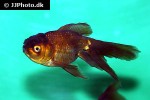 carassius auratus goldfish chocolate oranda carassius auratus goldfish chocolate oranda