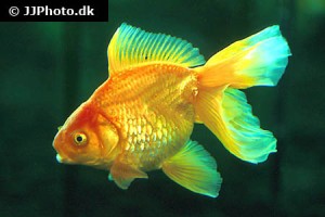 Goldfish (Crucian Carp)