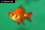 carassius auratus goldfish golden carassius auratus goldfish golden