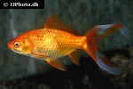 carassius auratus goldfish golden veiltail carassius auratus goldfish golden veiltail