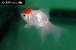 carassius auratus goldfish redcap oranda carassius auratus goldfish redcap oranda