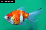 carassius auratus goldfish redwhite pearlscale carassius auratus goldfish redwhite pearlscale