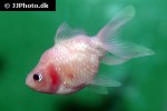 carassius auratus goldfish white carassius auratus goldfish white