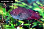 belontia signata belontia signata