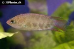 belontia signata belontia signata