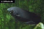 belontia signata belontia signata