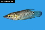 ctenops nobilis ctenops nobilis