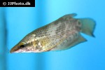 ctenops nobilis ctenops nobilis