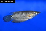 ctenops nobilis ctenops nobilis