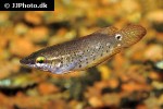 ctenops nobilis ctenops nobilis