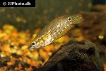 ctenops nobilis ctenops nobilis