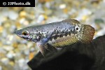 ctenops nobilis ctenops nobilis