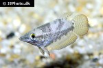 ctenops nobilis ctenops nobilis