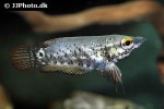ctenops nobilis ctenops nobilis