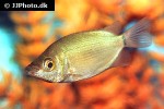 helostoma temminckii helostoma temminckii