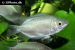 helostoma temminckii helostoma temminckii