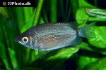 helostoma temminckii helostoma temminckii