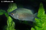 helostoma temminckii helostoma temminckii