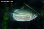 helostoma temminckii helostoma temminckii