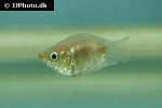 helostoma temminckii helostoma temminckii