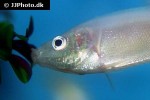 helostoma temminckii helostoma temminckii