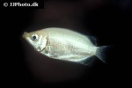 helostoma temminckii helostoma temminckii