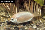helostoma temminckii helostoma temminckii