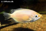 helostoma temminckii helostoma temminckii