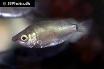 helostoma temminckii helostoma temminckii