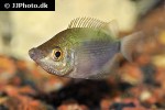 helostoma temminckii helostoma temminckii