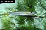 luciocephalus aura luciocephalus aura