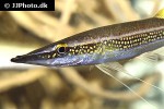 luciocephalus aura luciocephalus aura