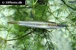 luciocephalus aura luciocephalus aura