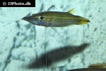 luciocephalus aura luciocephalus aura