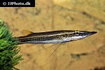 luciocephalus aura luciocephalus aura
