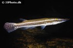 luciocephalus aura luciocephalus aura