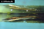luciocephalus pulcher luciocephalus pulcher