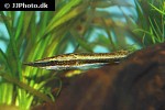 luciocephalus pulcher luciocephalus pulcher