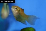 macropodus erythropterus macropodus erythropterus