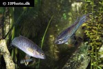 macropodus erythropterus macropodus erythropterus