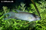 macropodus erythropterus macropodus erythropterus