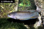 macropodus erythropterus macropodus erythropterus