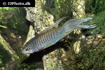 macropodus erythropterus macropodus erythropterus