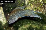 macropodus erythropterus macropodus erythropterus