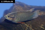 macropodus erythropterus macropodus erythropterus